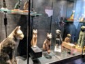 Museum cats